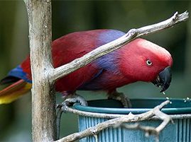 Eclectus Parrot