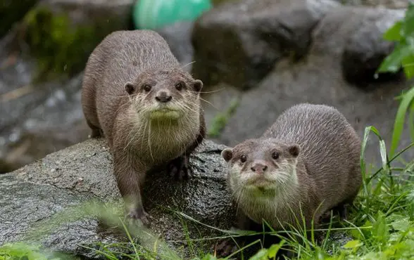 Edinburgh Zoo Otter Pair