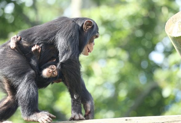 edinburgh zoo chimpanzees