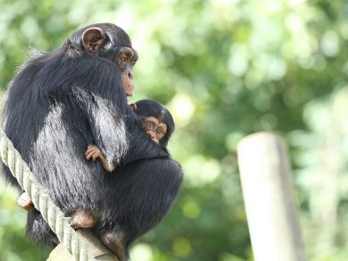 edinburgh zoo chimpanzees
