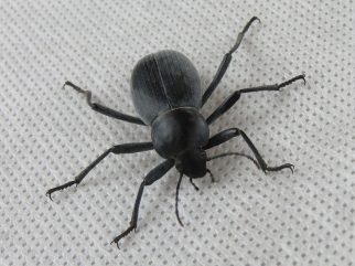 egyptian beetle