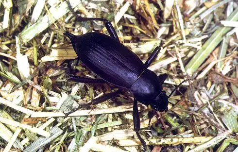 egyptian beetle
