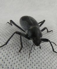 egyptian beetle