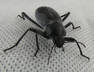 egyptian beetle
