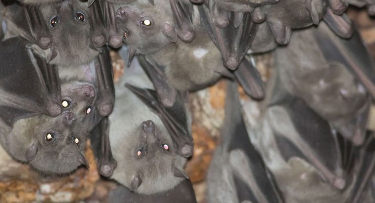 Egyptian Fruit Bat