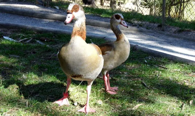 Egyptian Goose (Alopochen aegyptiacus)