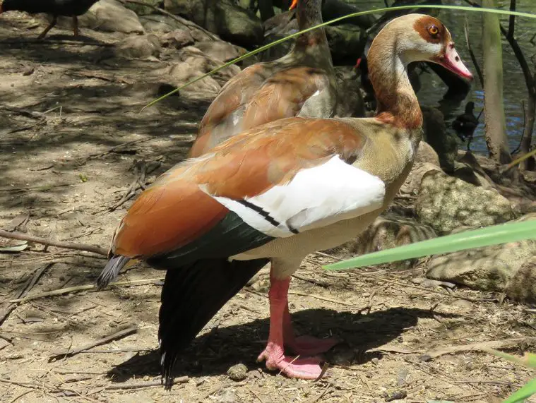 Egyptian Goose (Alopochen aegyptiacus)