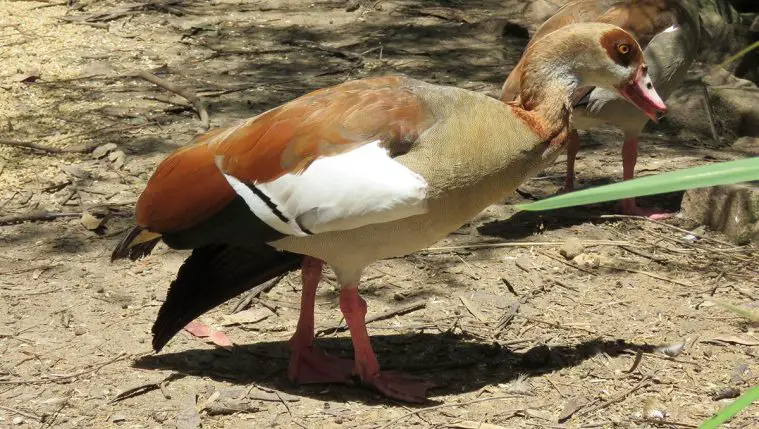 Egyptian Goose (Alopochen aegyptiacus)