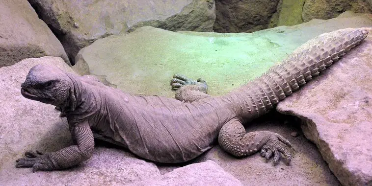 Egyptian Spiny Tailed Lizard