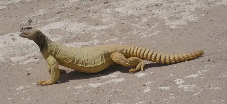 Egyptian Spiny Tailed Lizard