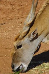 Eland