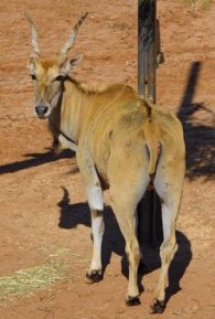 Eland