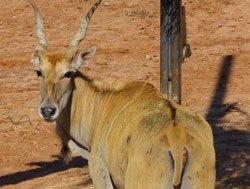 Eland