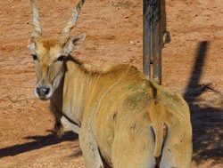 Eland
