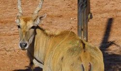 Eland