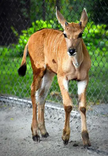 Eland Calf Nashville Zoo