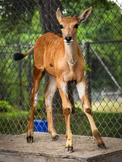 Eland Calf Nashville Zoo
