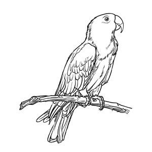 Ellen the Eclectus Parrot’s Colouring in Fun Page | The Animal Facts