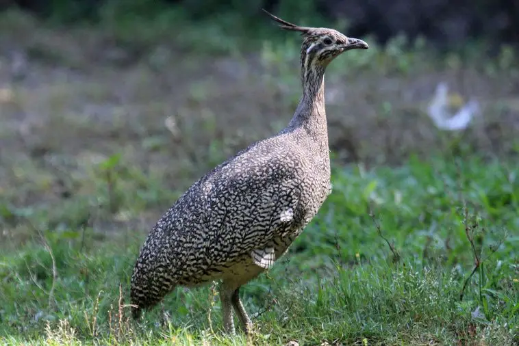 Elegant-Crested Tinamou