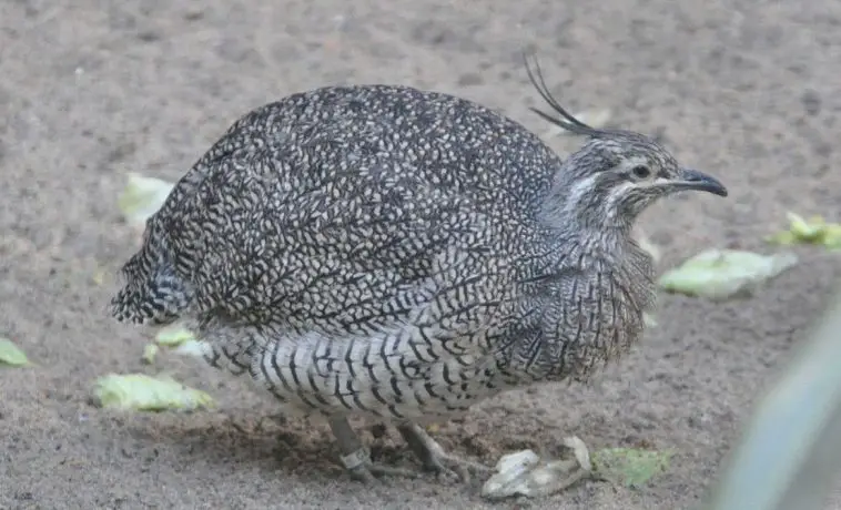 Elegant-Crested Tinamou