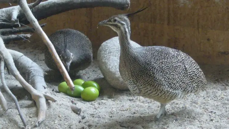 Elegant-Crested Tinamou