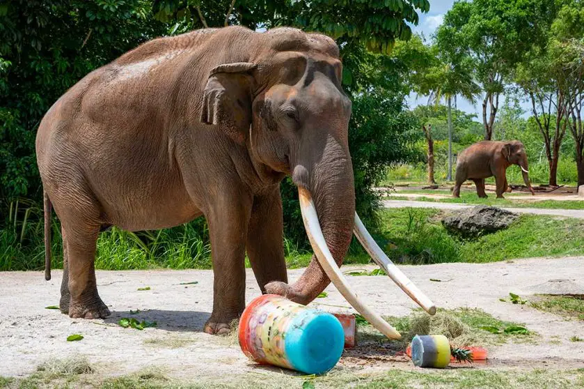 Elephant Birthday Party Zoo Miami