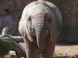 Elephant Birthday at Reid Park Zoo