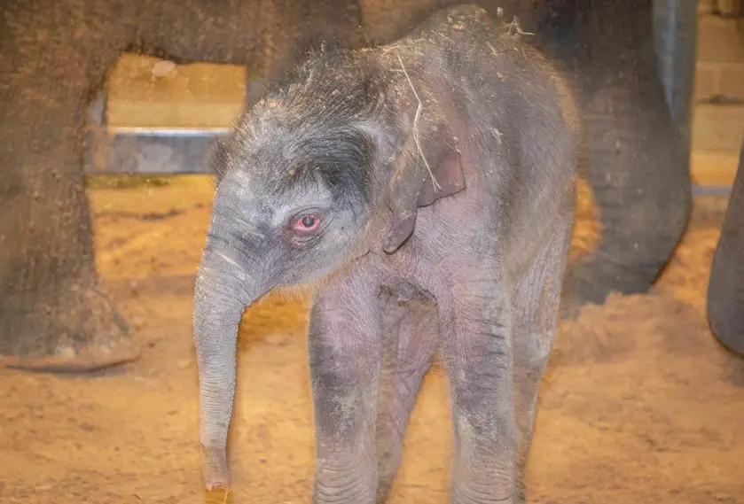 elephant calf houston zoo