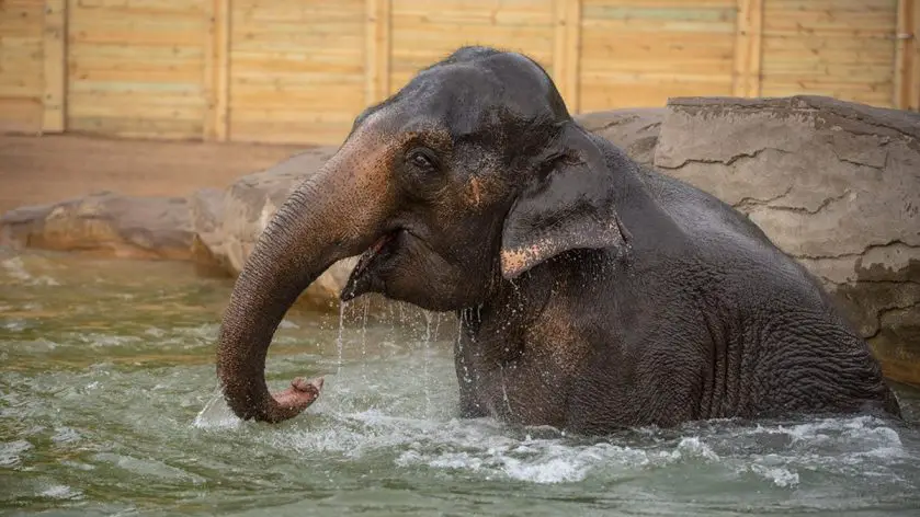 elephant pregnancy Columbus Zoo