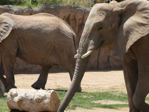 Reid Park Zoo African Elephant Pregnancy