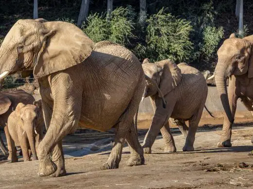 Elephant Valley at San Diego Zoo Safari Park