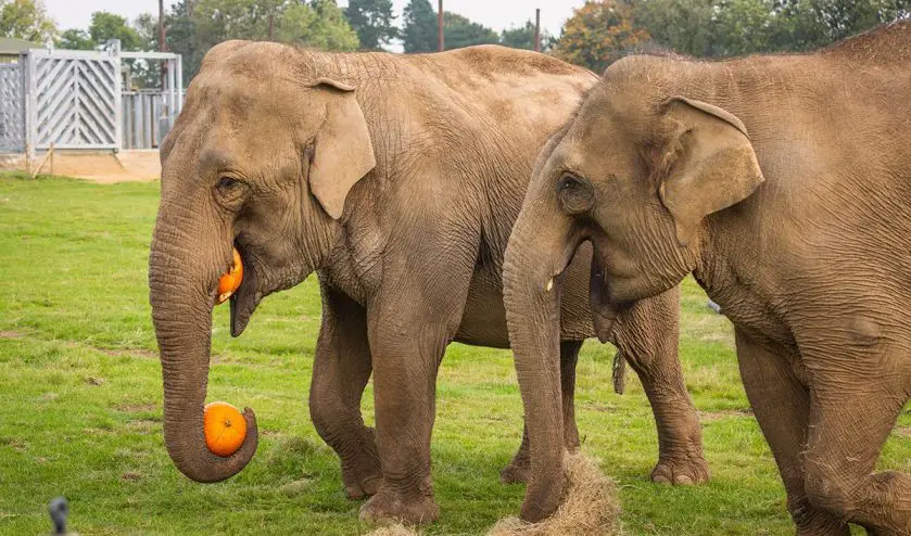 Trick or Treat at ZSL Whipsnade Zoo
