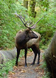 elk