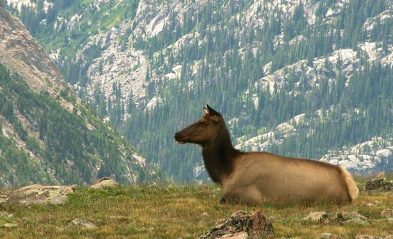 elk