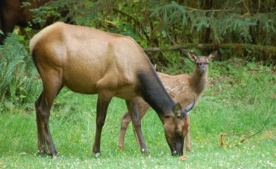 elk
