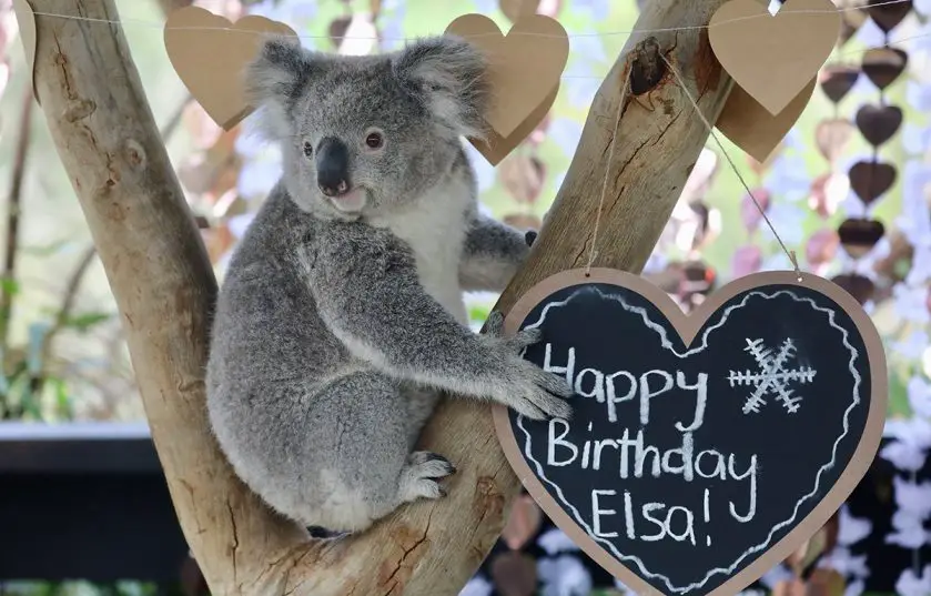 elsa the koala birthday