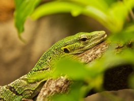 emerald tree monitor