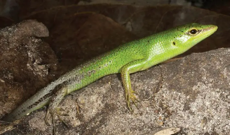 Emerald Tree Skink