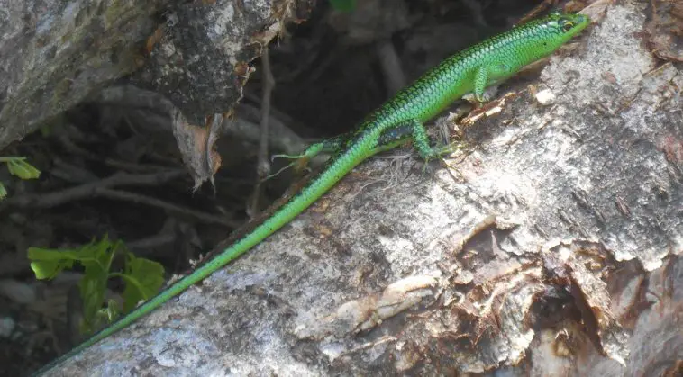 Emerald Tree Skink