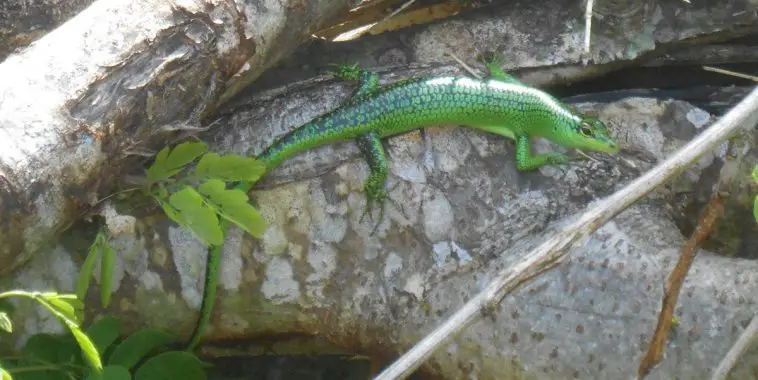 Emerald Tree Skink
