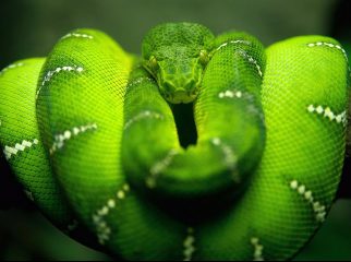 snake