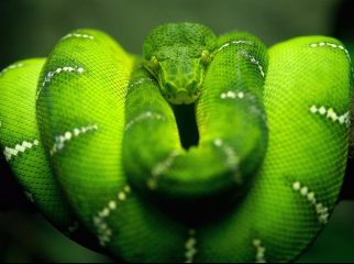 emerald tree boa