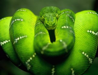 snake