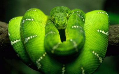 emerald tree boa