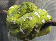 emerald tree boa