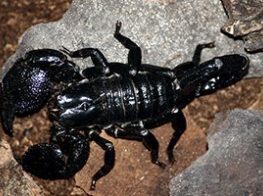 Emperor Scorpion