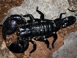 Emperor Scorpion