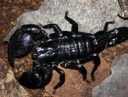 Emperor Scorpion