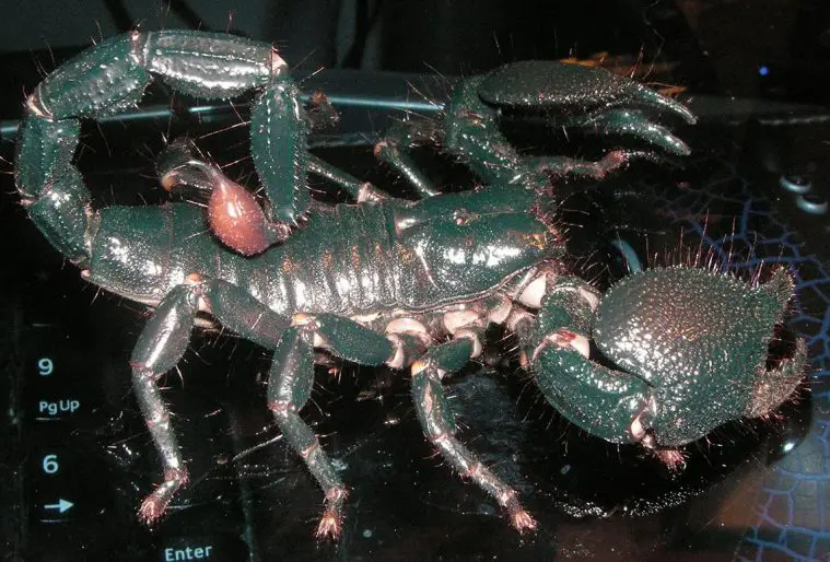 Emperor Scorpion (Pandinus imperator)