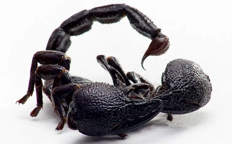 Emperor Scorpion (Pandinus imperator)